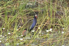 Porphyrio alleni
