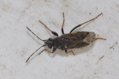Peritrechus gracilicornis
