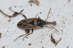 Xanthochilus quadratus