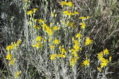 Senecio flaccidus flaccidus