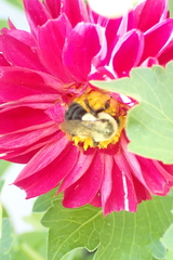 Bombus impatiens