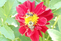 Bombus impatiens