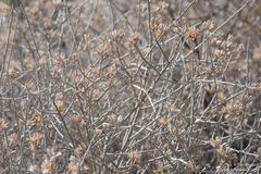 Tetradymia tetrameres