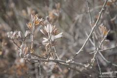 Tetradymia tetrameres