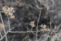 Tetradymia tetrameres