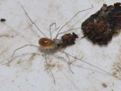 Mitostoma chrysomelas