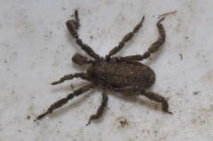 Anelasmocephalus cambridgei