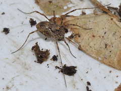Platybunus pinetorum