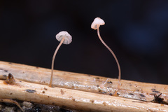 Mycena pterigena