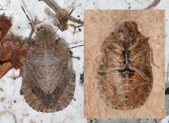 Sciocoris microphthalmus