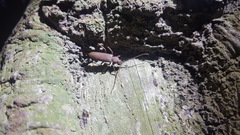 Cephalallus unicolor