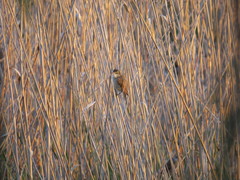 Acrocephalus arundinaceus