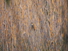 Acrocephalus arundinaceus