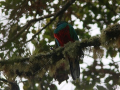 Pharomachrus fulgidus