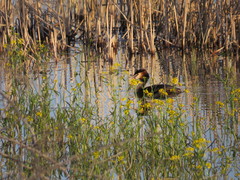 Podiceps cristatus
