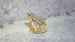 Pelophylax nigromaculatus