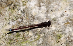 Oxyagrion rubidum