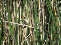 Acrocephalus scirpaceus