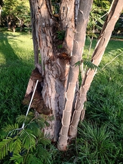 Piptadenia gonoacantha