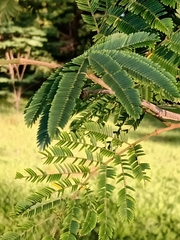 Piptadenia gonoacantha