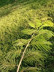 Piptadenia gonoacantha