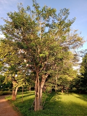 Piptadenia gonoacantha