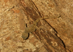 Hemidactylus