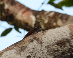 Xiphorhynchus lachrymosus