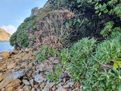 Macrolearia angustifolia