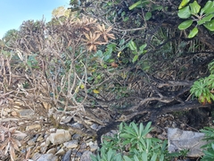 Macrolearia angustifolia