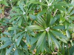 Macrolearia angustifolia