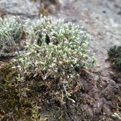 Hedwigia emodica