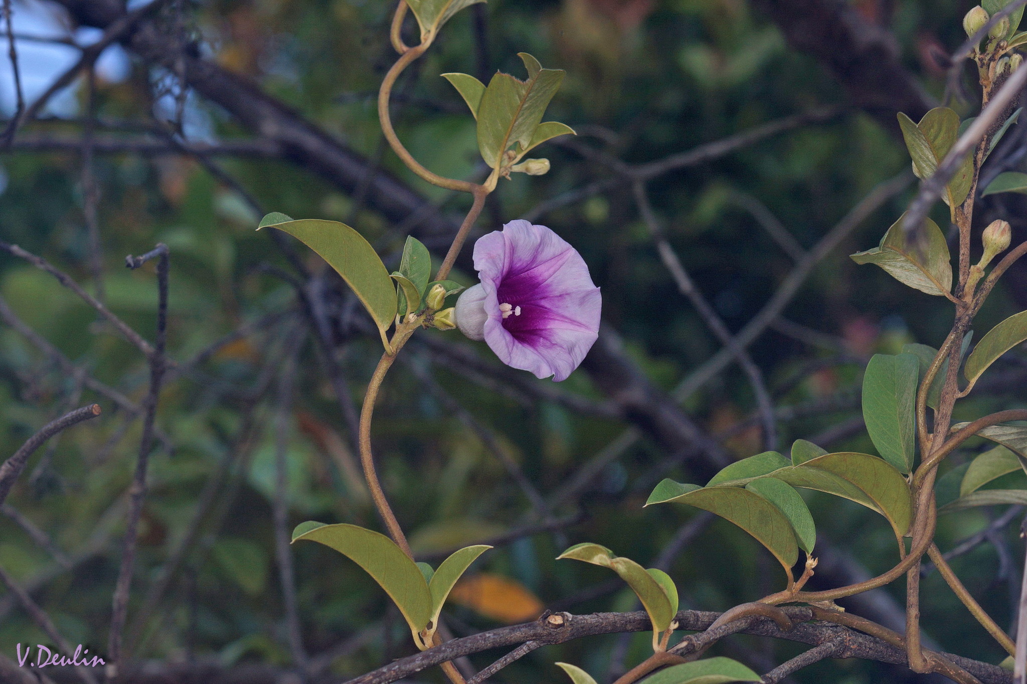 Argyreia mollis — ảnh 2
