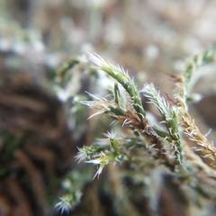Hedwigia emodica