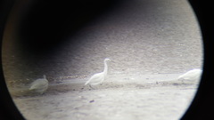 Egretta eulophotes