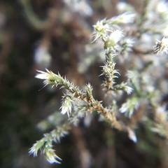 Hedwigia emodica