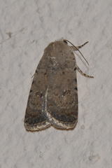 Caradrina flavirena