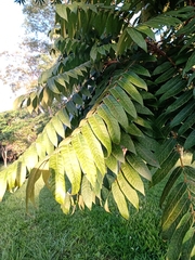 Cedrela fissilis