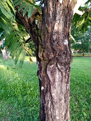Cedrela fissilis