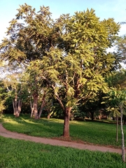 Cedrela fissilis