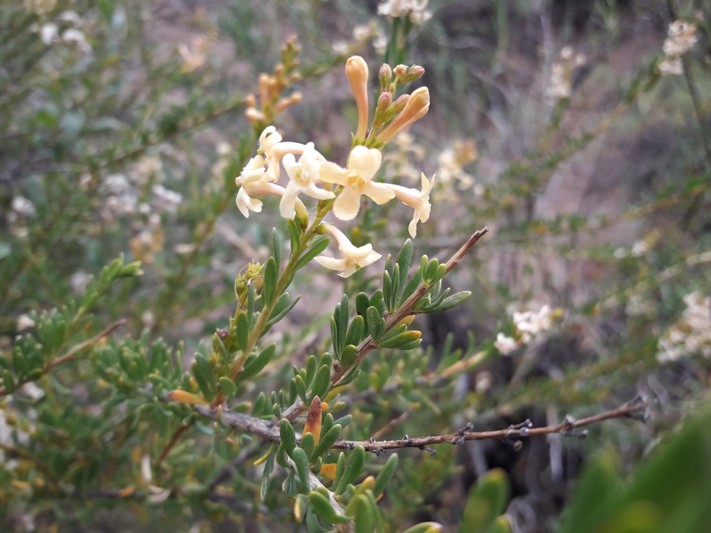 Dipyrena glaberrima