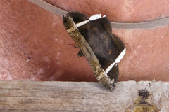 Hemeroblemma mexicana