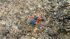 Trachelopachys