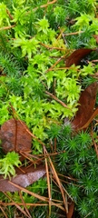 Sphagnum inundatum