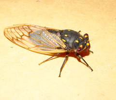 Macrotristria angularis