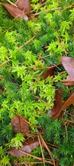 Sphagnum inundatum