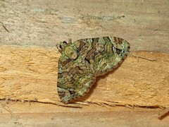 Hammaptera parinotata