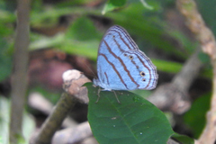 Cepheuptychia glaucina