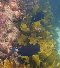 Prionurus microlepidotus