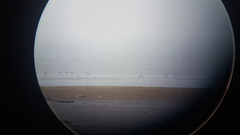 Pluvialis squatarola